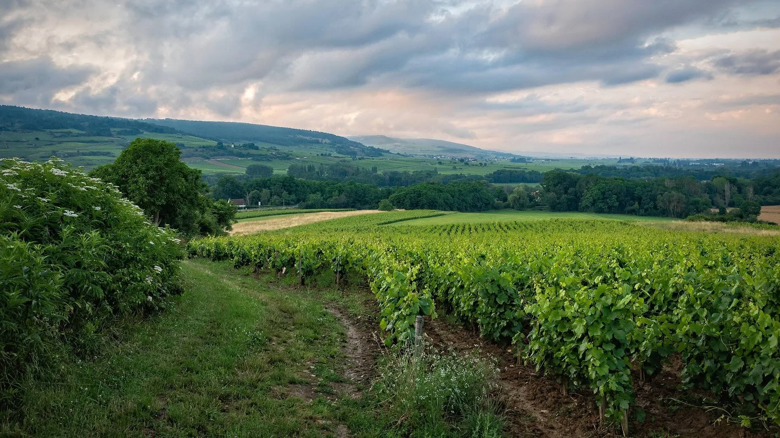 Rangs de vigne verdoyants au coucher du soleil, avec des collines en arrière-plan